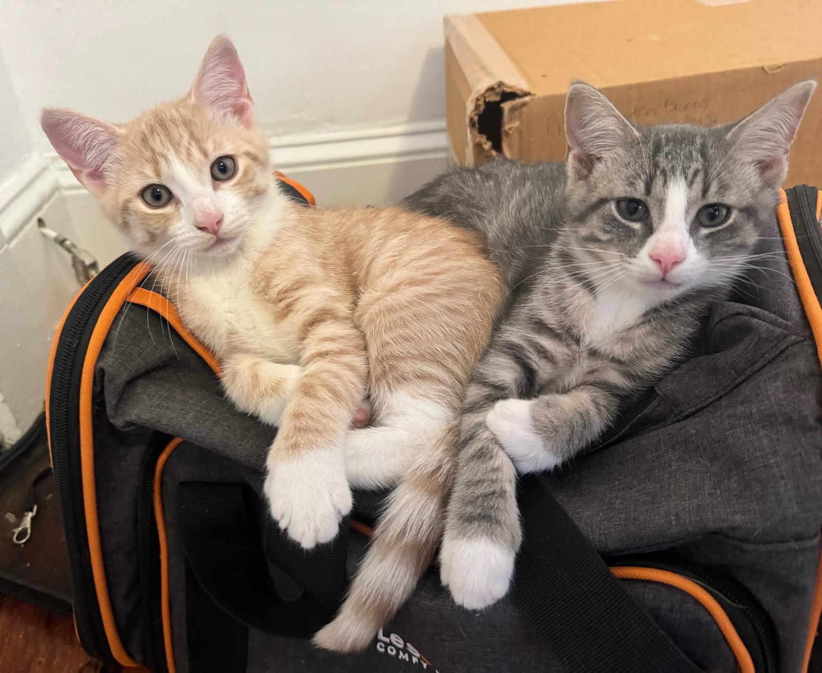 Ares, Adoptable, Kitten Male Domestic Short Hair.