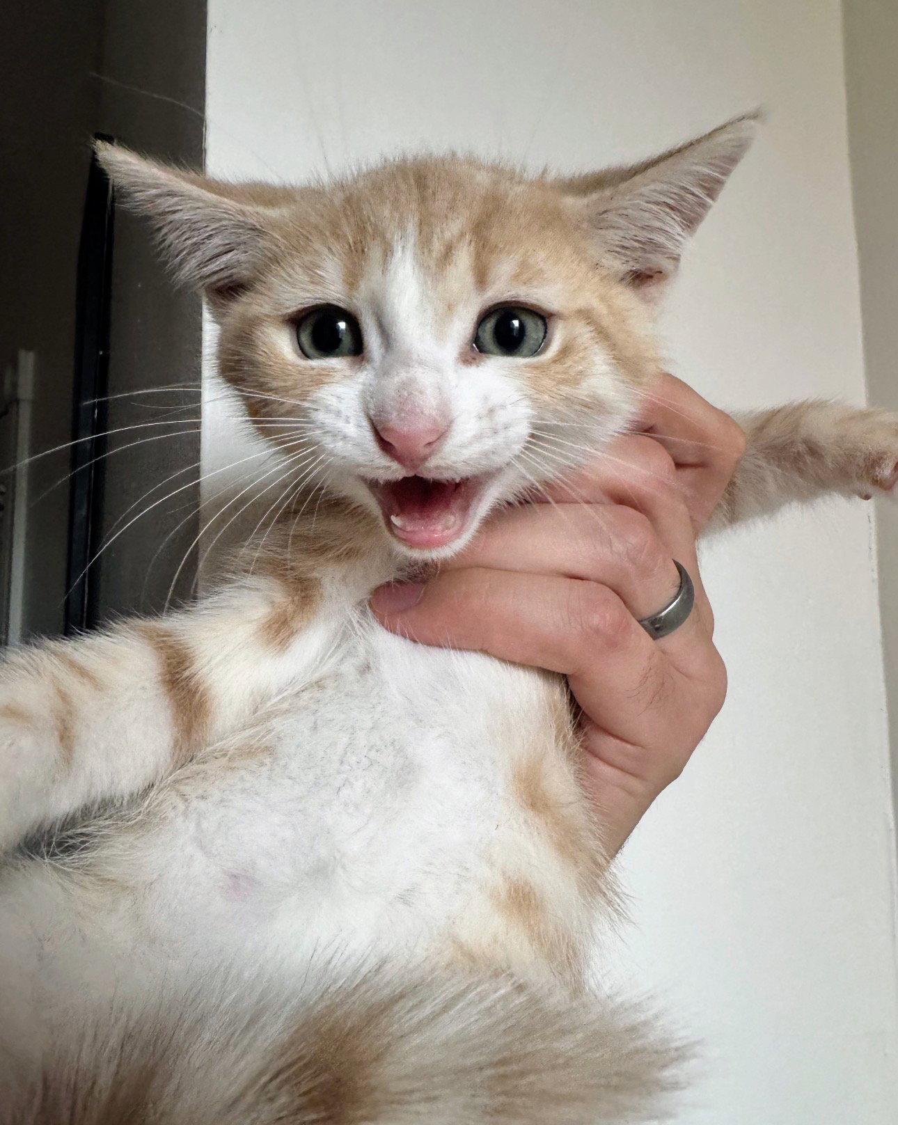 Enlarge Ares, a Adoptable Domestic Short Hair in Reston, VA image 2/3