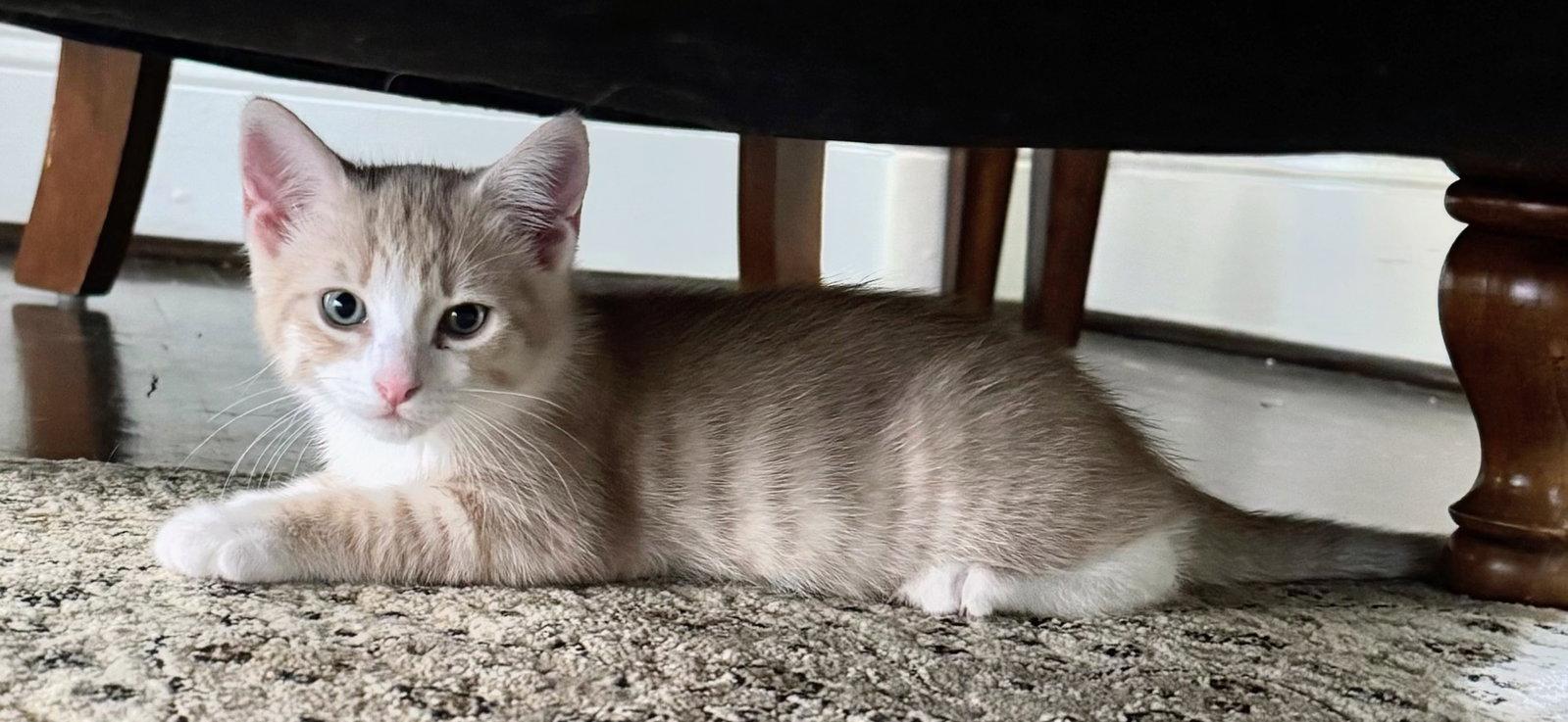 Enlarge Ares, a Adoptable Domestic Short Hair in Reston, VA image 3/3