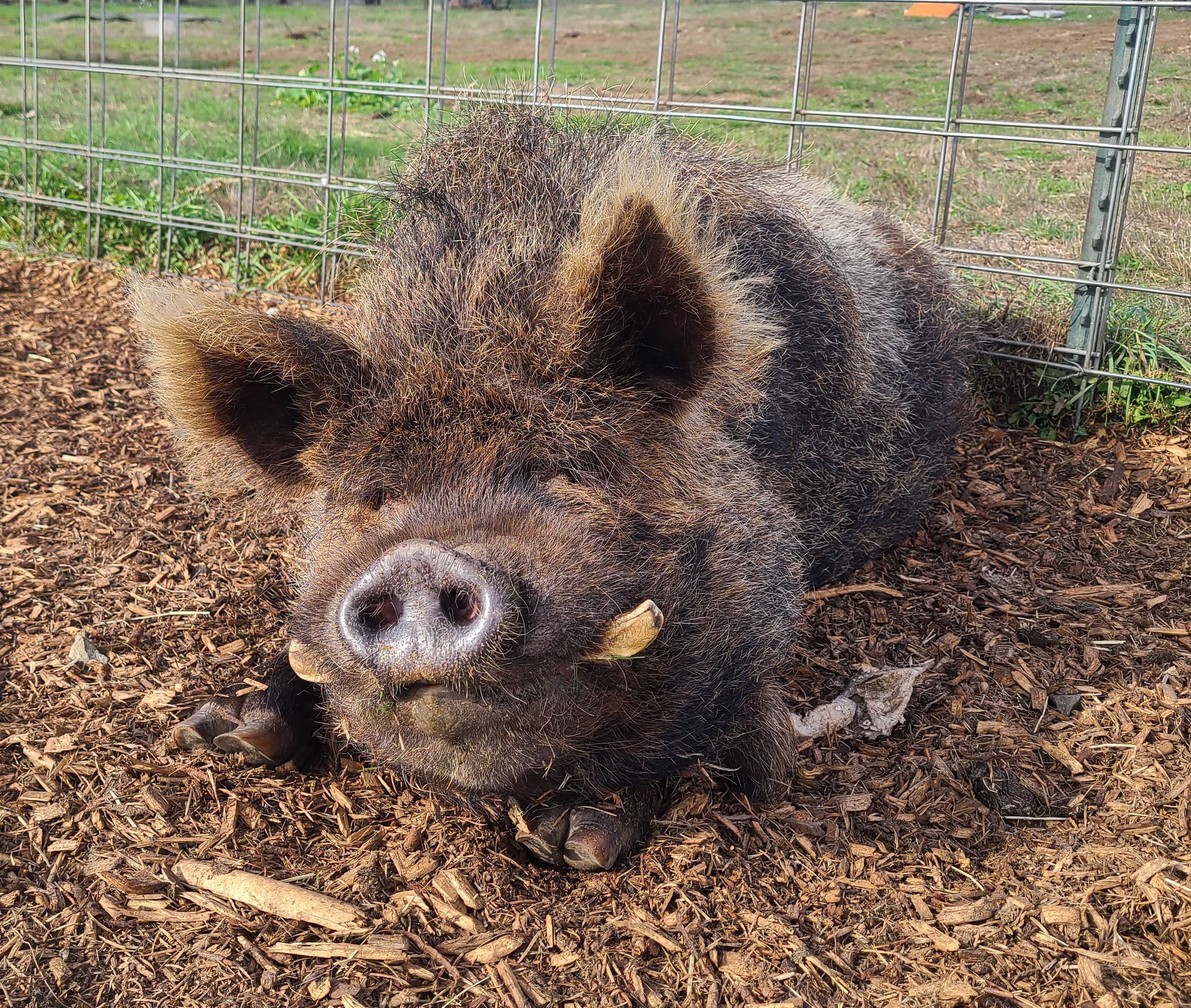 Enlarge Richard, a Adoptable Pig in Roy, WA image 1/1