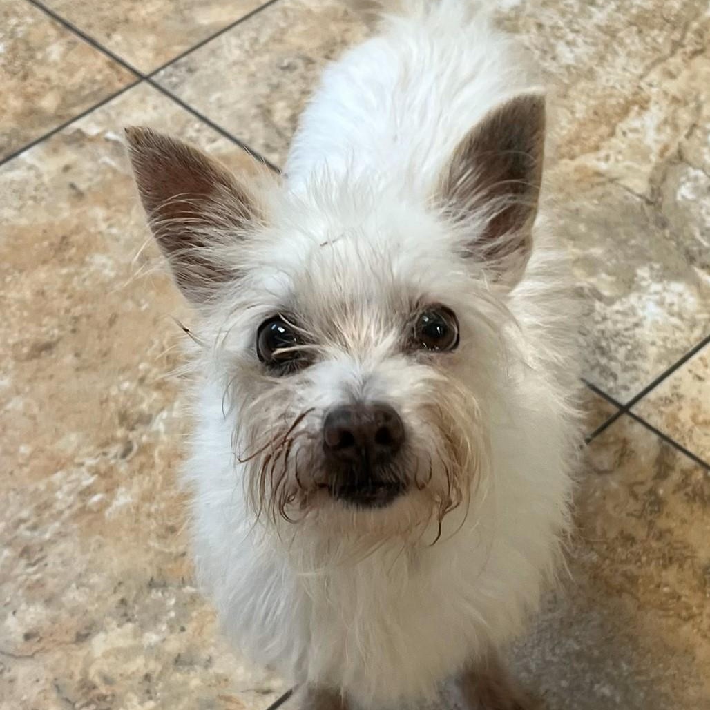 CHURRO, Young Male Terrier