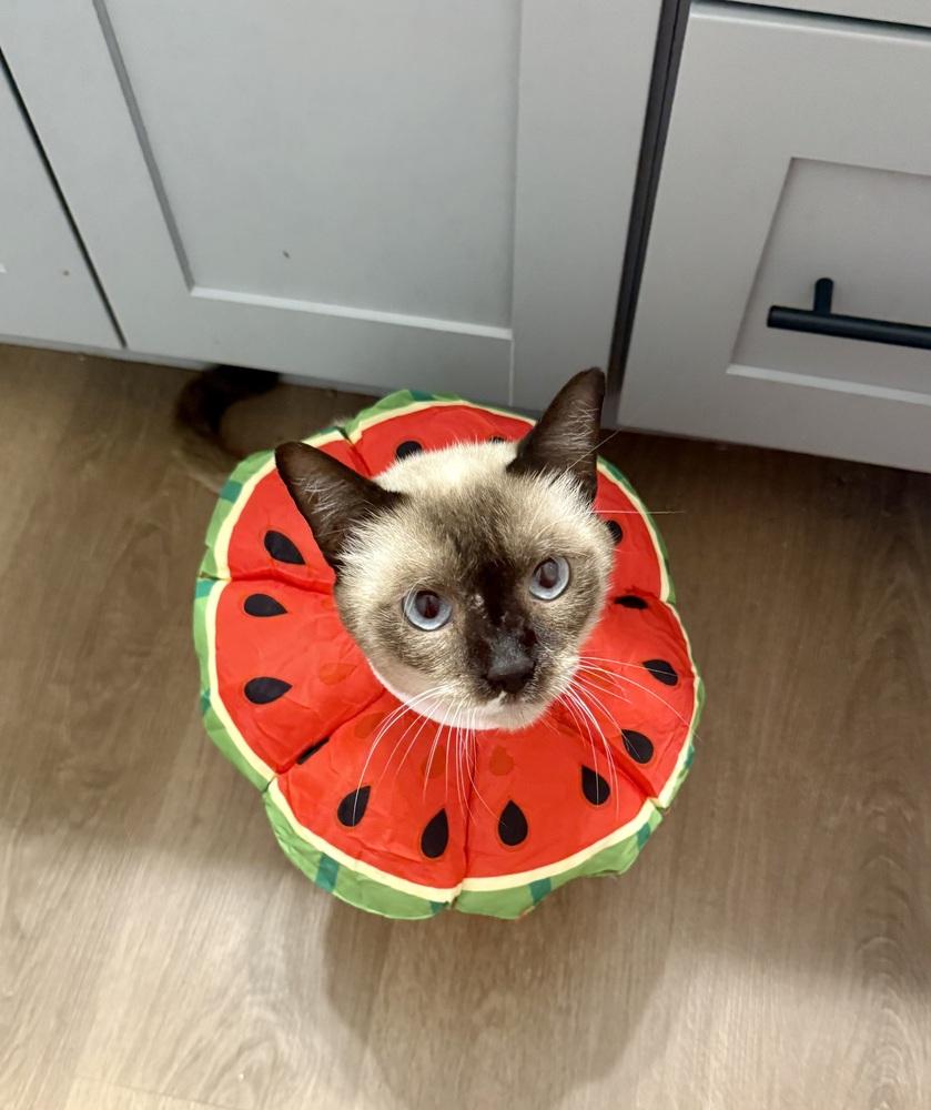 Enlarge Sebastian, a Adopted mixed breed in Dallas, TX image 1/4