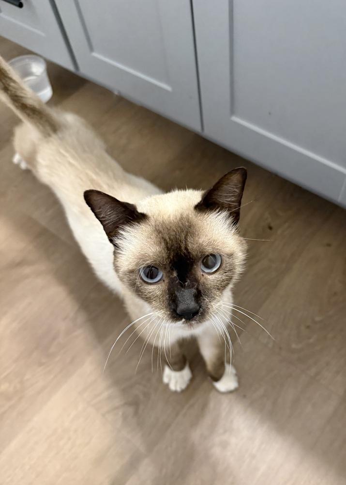 Enlarge Sebastian, a Adopted mixed breed in Dallas, TX image 2/4