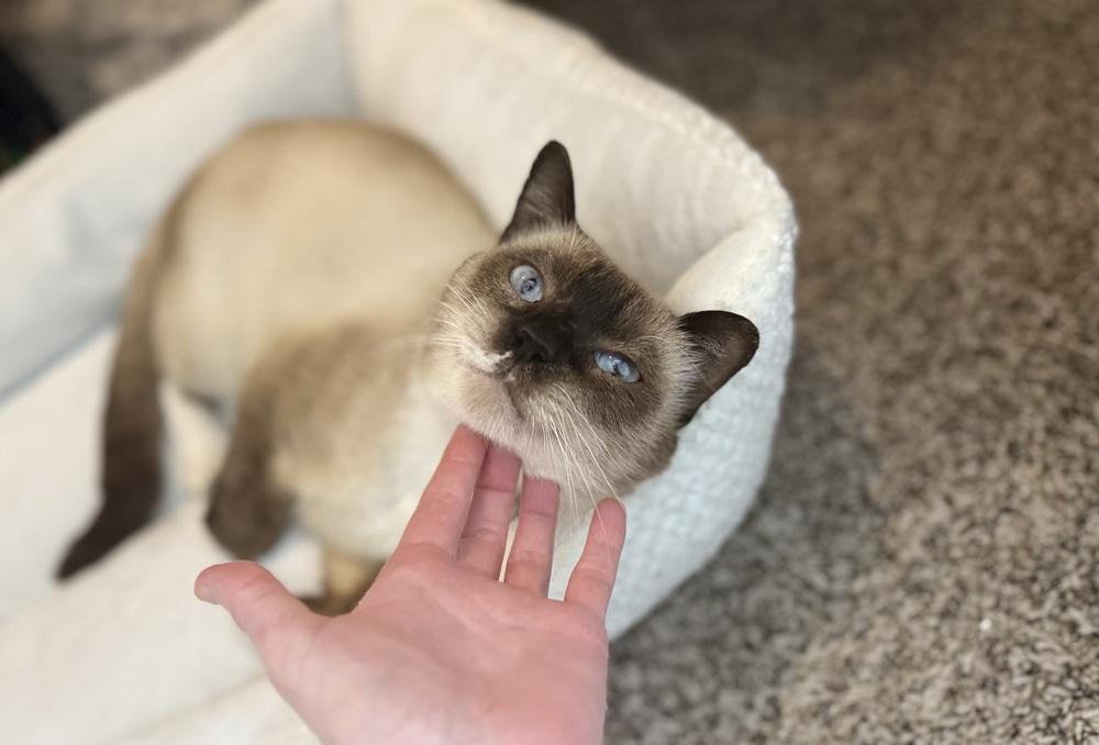 Enlarge Sebastian, a Adopted mixed breed in Dallas, TX image 3/4