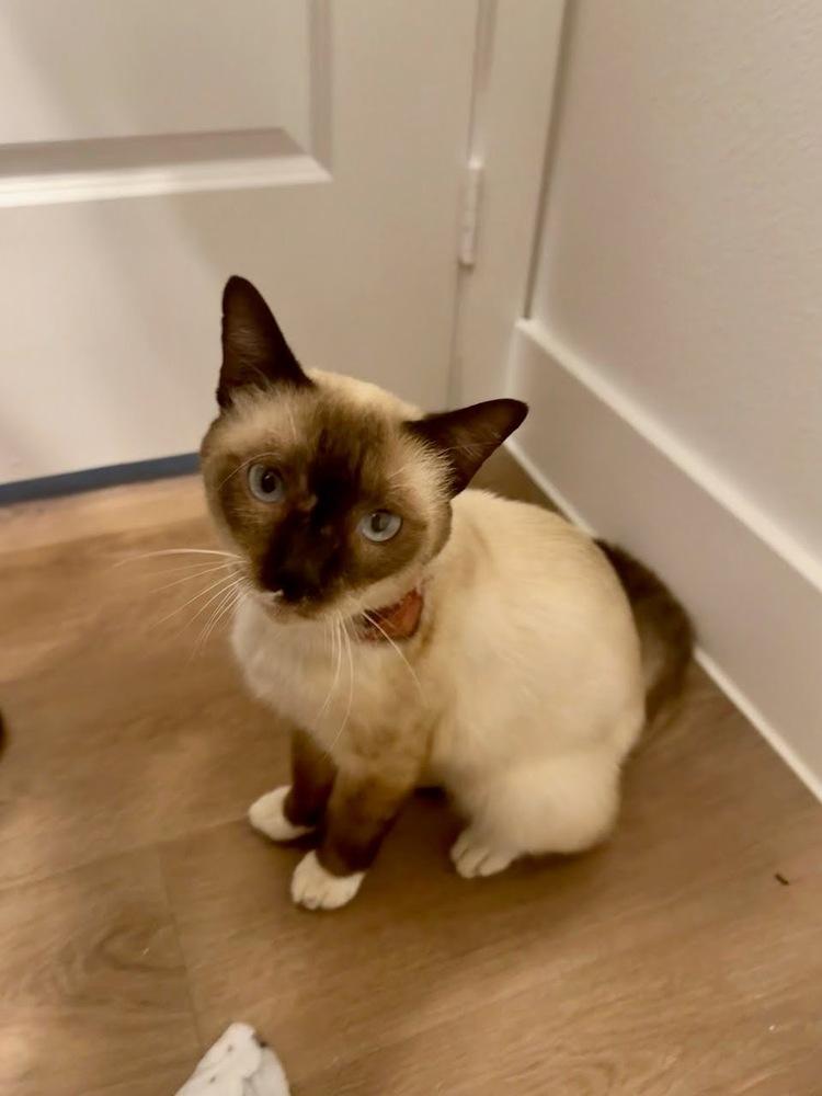 Enlarge Sebastian, a Adopted mixed breed in Dallas, TX image 4/4