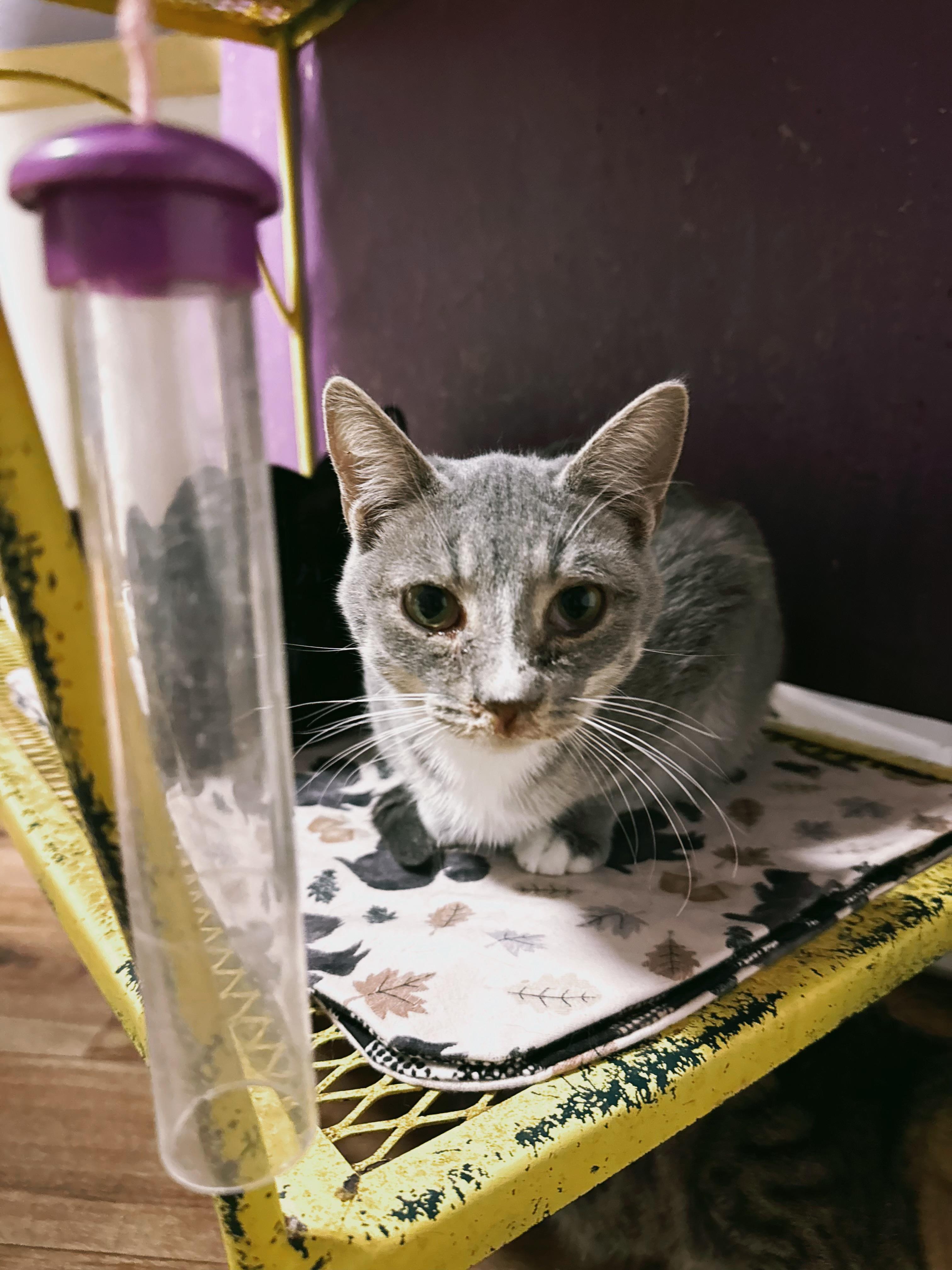 Enlarge Zuzu, an adopted Domestic Short Hair in Varnville, SC image 3/3