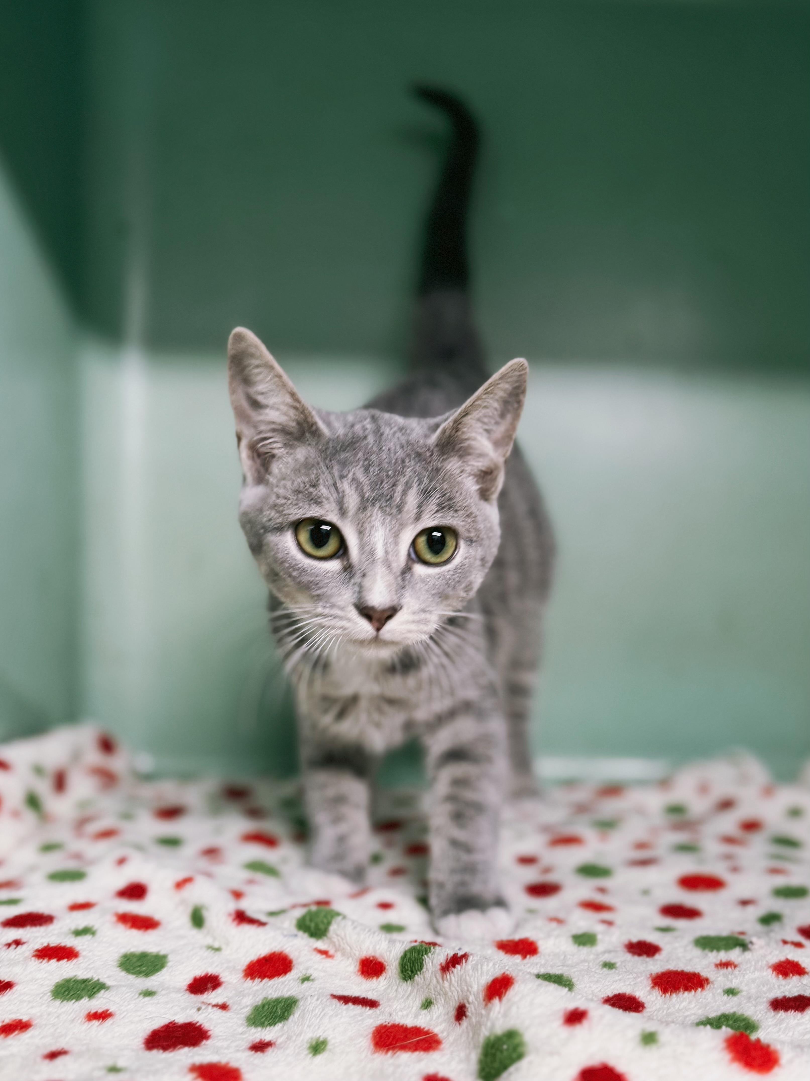 Zuzu, adopted, Young Male Domestic Short Hair.