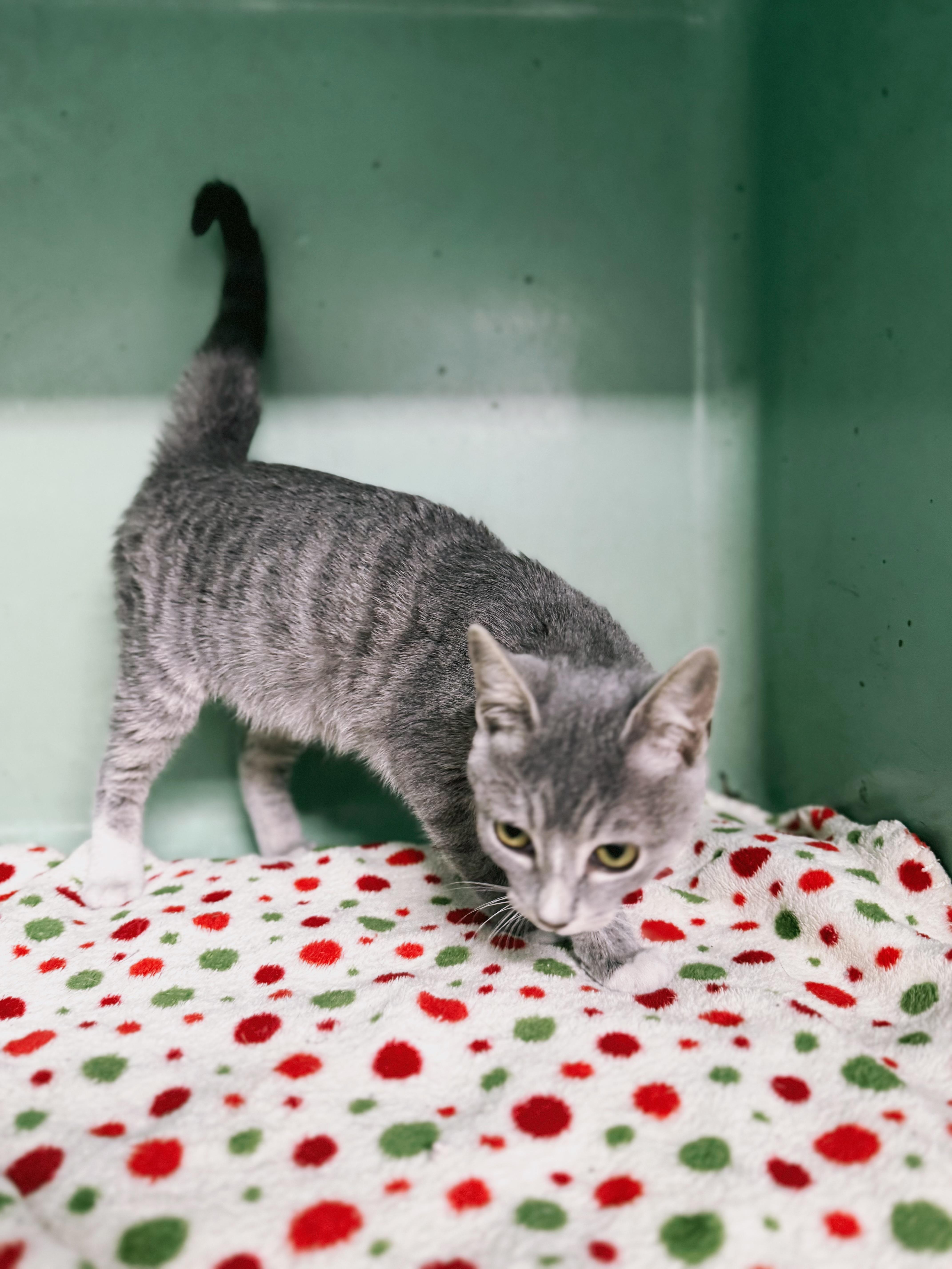 Enlarge Zuzu, an adopted Domestic Short Hair in Varnville, SC image 2/3