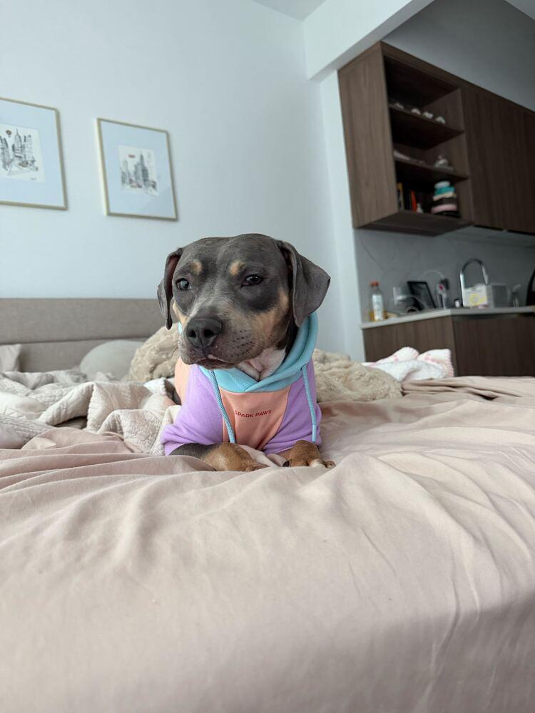 Enlarge Gypsy, a Adoptable mixed breed in New York, NY image 1/3