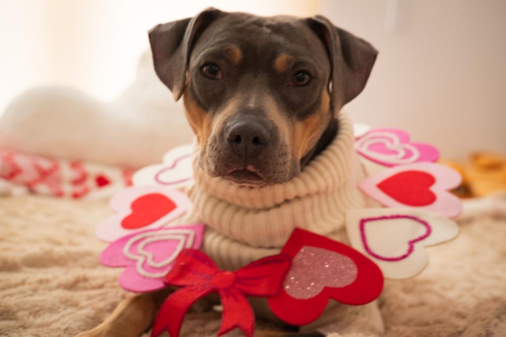 Gypsy, Adoptable, Young Female Mixed Breed.