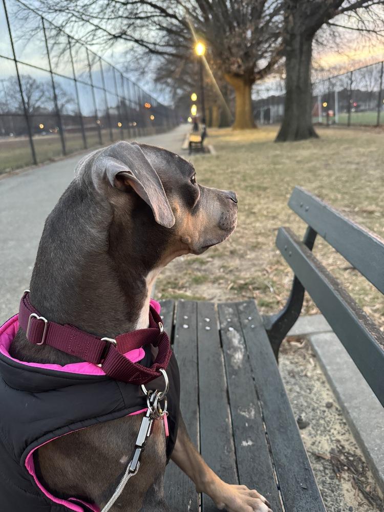 Gypsy, Adoptable, Young Female Mixed Breed.