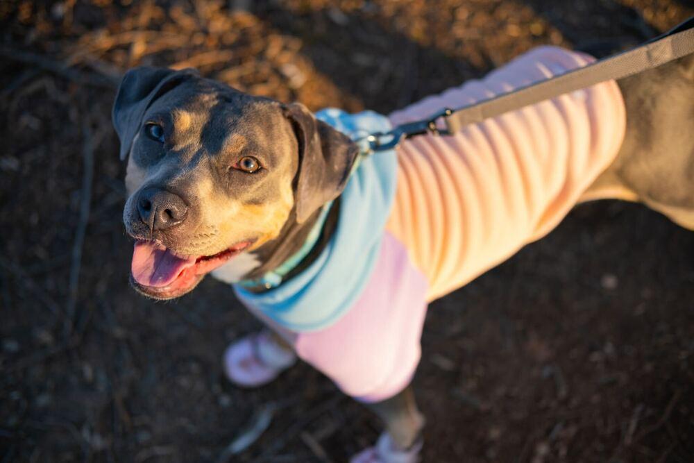 Enlarge Gypsy, a Adoptable mixed breed in New York, NY image 1/6