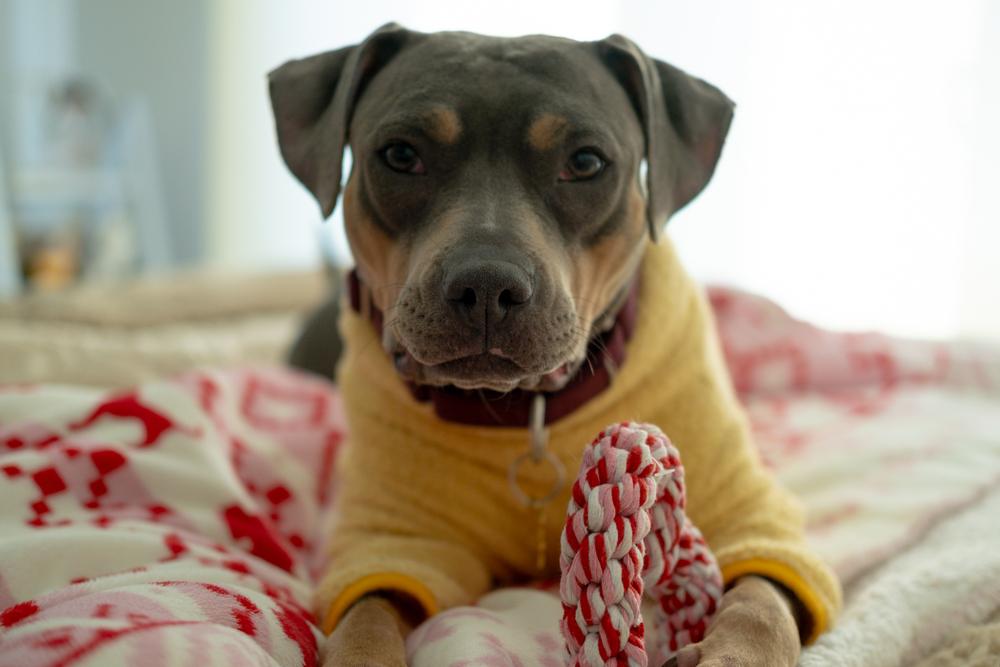 Enlarge Gypsy, a Adoptable mixed breed in New York, NY image 2/6