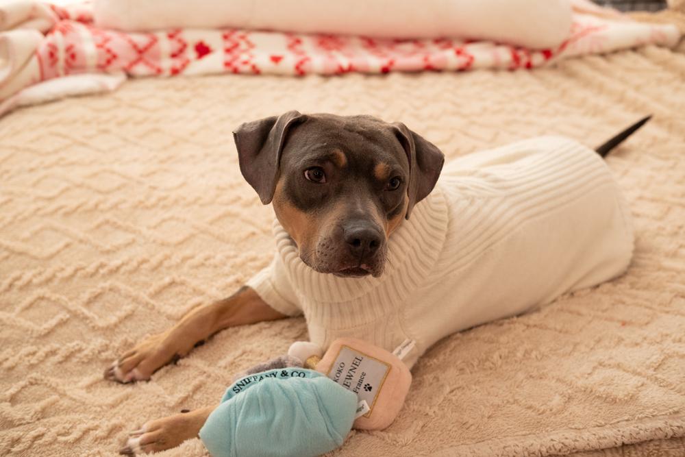 Enlarge Gypsy, a Adoptable mixed breed in New York, NY image 2/6