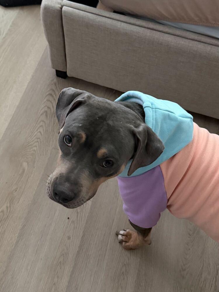 Enlarge Gypsy, a Adoptable mixed breed in New York, NY image 2/3