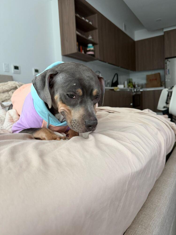 Enlarge Gypsy, a Adoptable mixed breed in New York, NY image 3/3