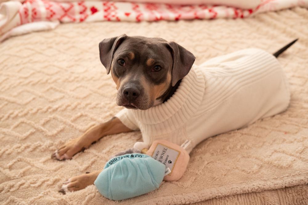Enlarge Gypsy, a Adoptable mixed breed in New York, NY image 3/6