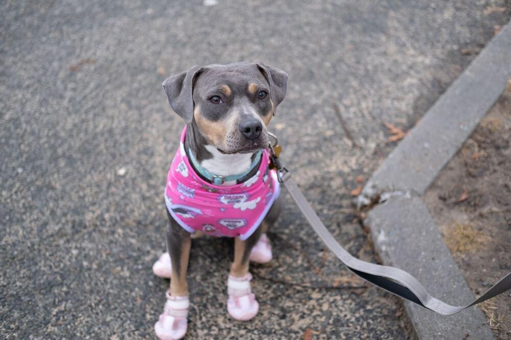 Enlarge Gypsy, a Adoptable mixed breed in New York, NY image 3/6