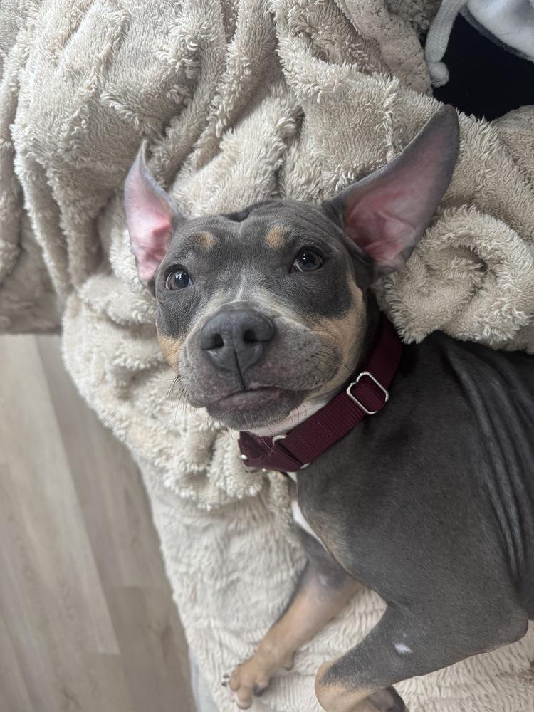 Enlarge Gypsy, a Adoptable mixed breed in New York, NY image 4/6