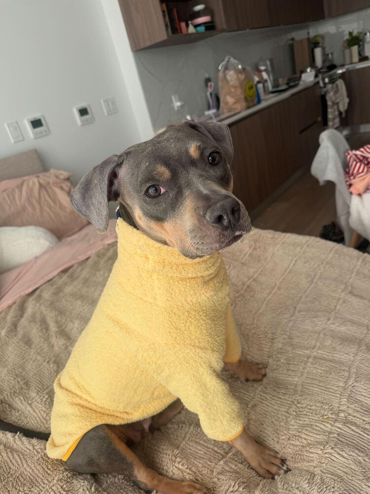 Enlarge Gypsy, a Adoptable mixed breed in New York, NY image 5/6