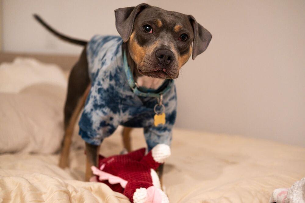 Enlarge Gypsy, a Adoptable mixed breed in New York, NY image 6/6