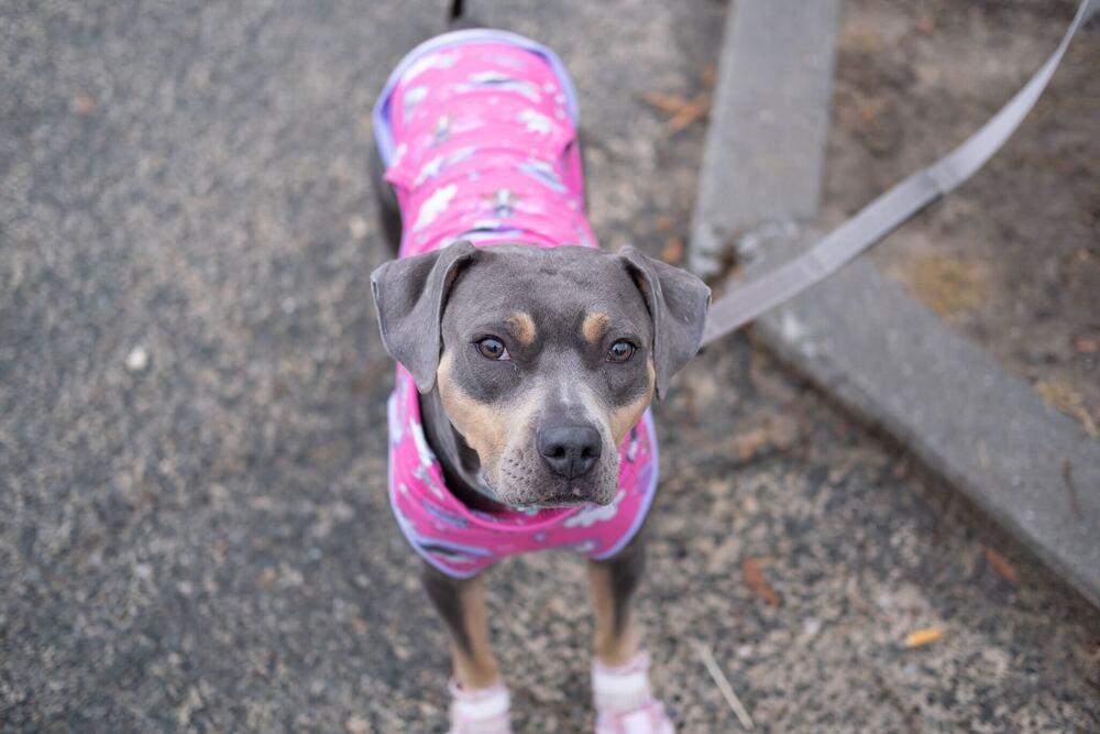 Enlarge Gypsy, a Adoptable mixed breed in New York, NY image 6/6