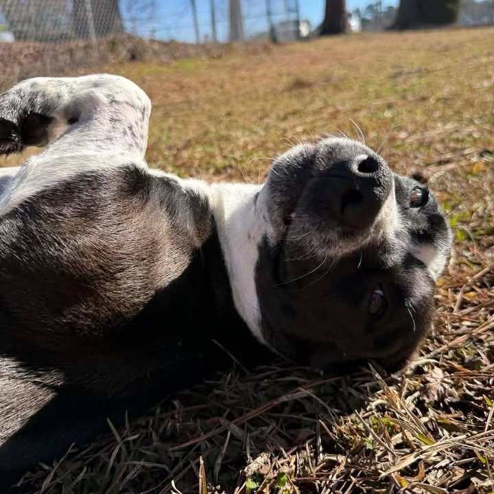 Enlarge Cookie, an adopted mixed breed in Wilmington, NC image 5/6