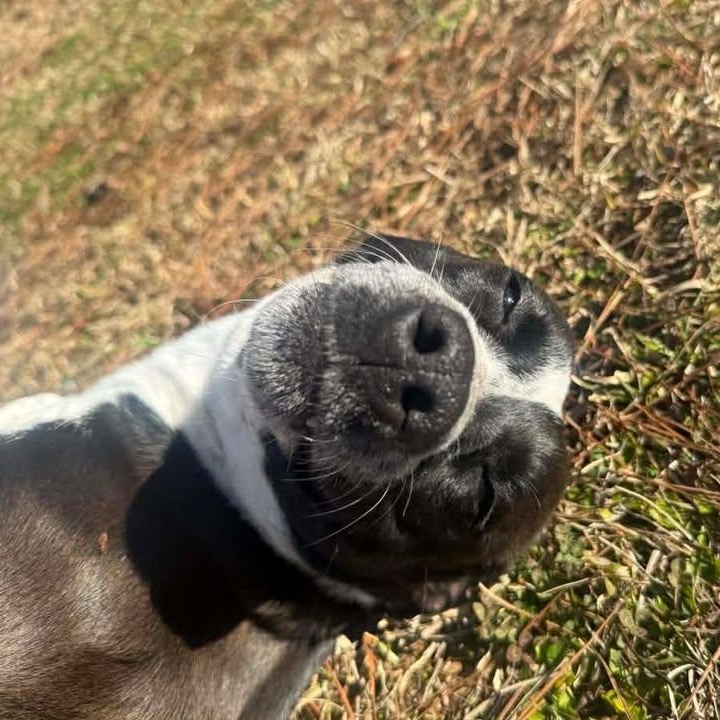 Enlarge Cookie, an adopted mixed breed in Wilmington, NC image 3/6