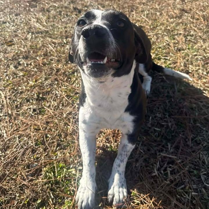 Enlarge Cookie, an adopted mixed breed in Wilmington, NC image 2/6