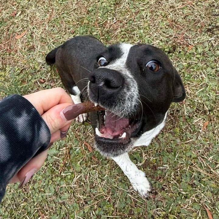 Enlarge Cookie, an adopted mixed breed in Wilmington, NC image 1/6