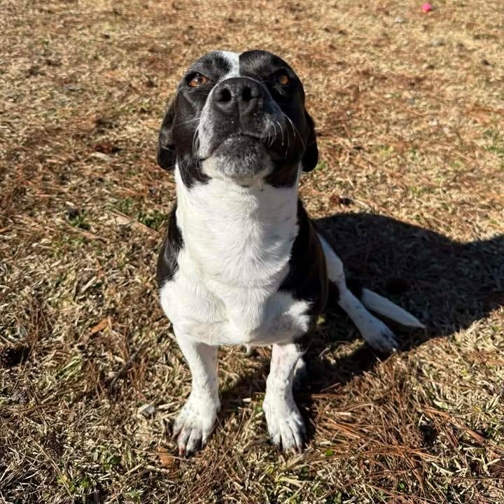 Enlarge Cookie, an adopted mixed breed in Wilmington, NC image 4/6