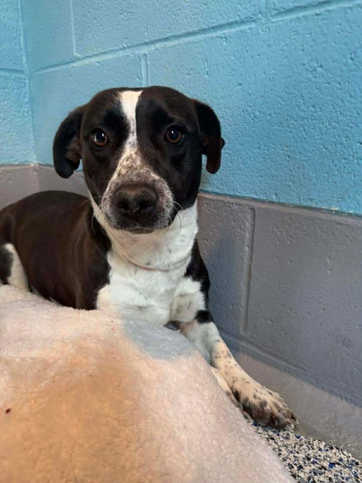 Enlarge Cookie, a ADOPTABLE mixed breed in Wilmington, NC image 1/1