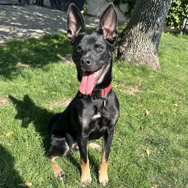 Wally, Adoptable, Young Male Akita & Australian Kelpie.