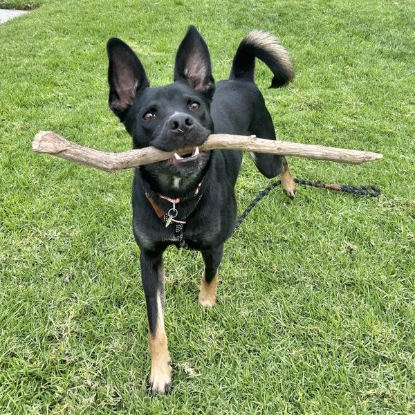 Wally, a Adoptable mixed breed in Oakland, CA image 2/5