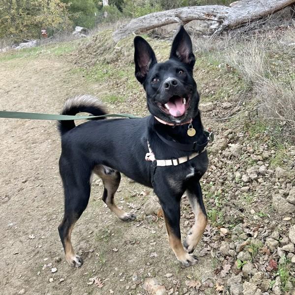 Wally, a Adoptable mixed breed in Oakland, CA image 3/5