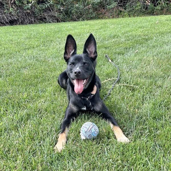 Wally, a Adoptable mixed breed in Oakland, CA image 4/5