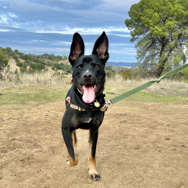 Wally, a Adoptable mixed breed in Oakland, CA image 5/5