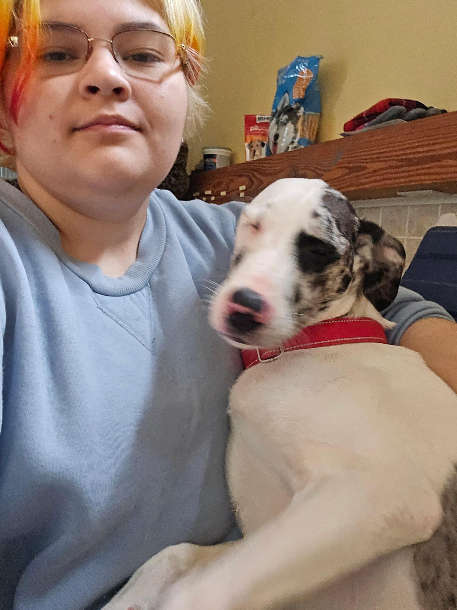Rosie, ADOPTABLE, Puppy Female Great Dane.