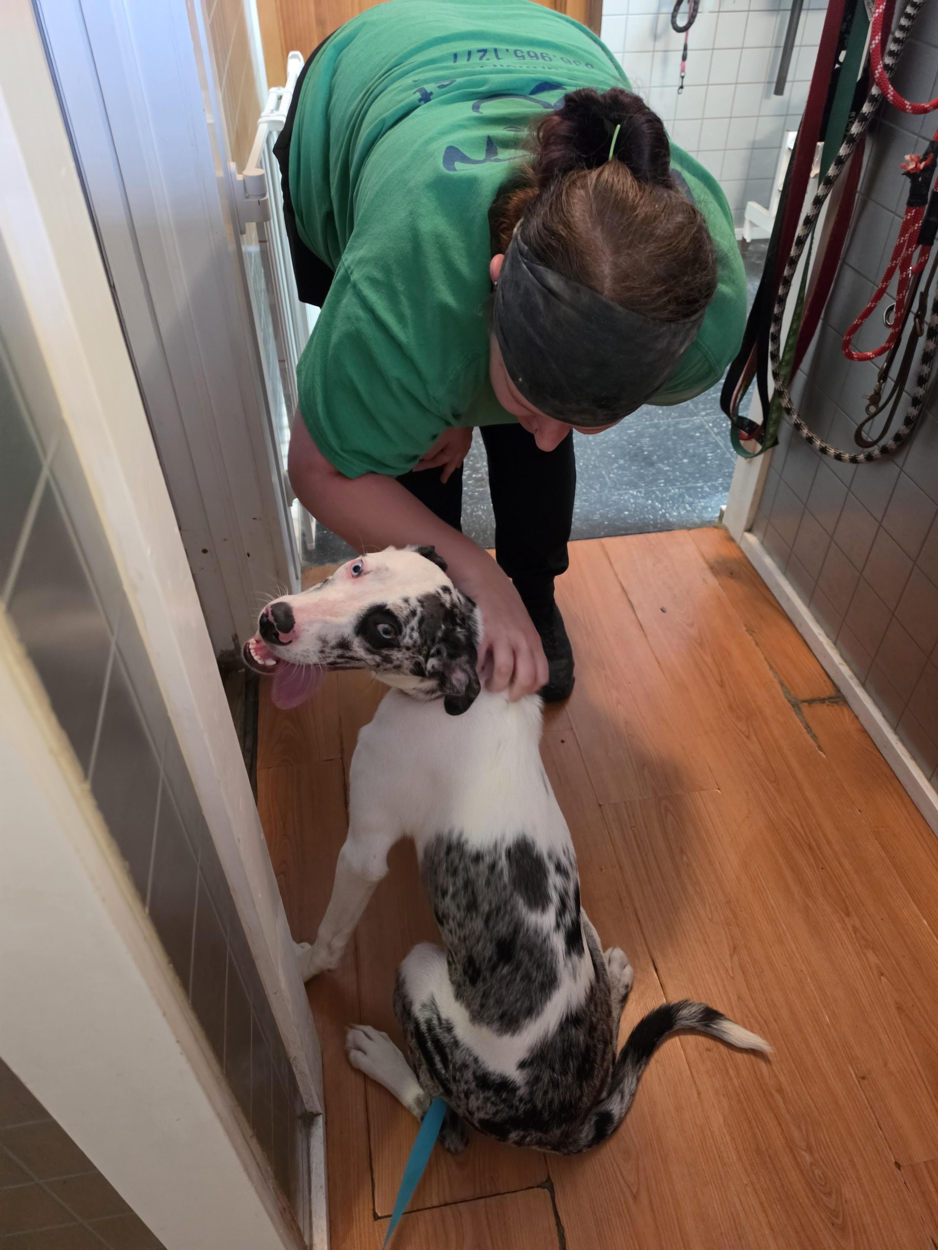 Rosie, a ADOPTABLE Great Dane in Greensboro, NC image 3/3