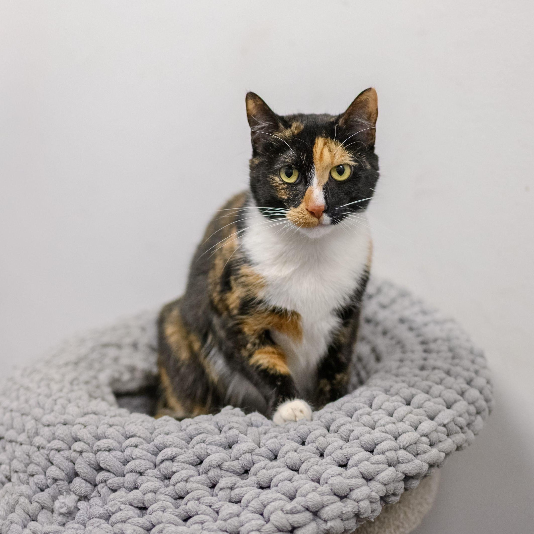 BARB, a ADOPTABLE mixed breed in Hamilton, NJ image 2/6