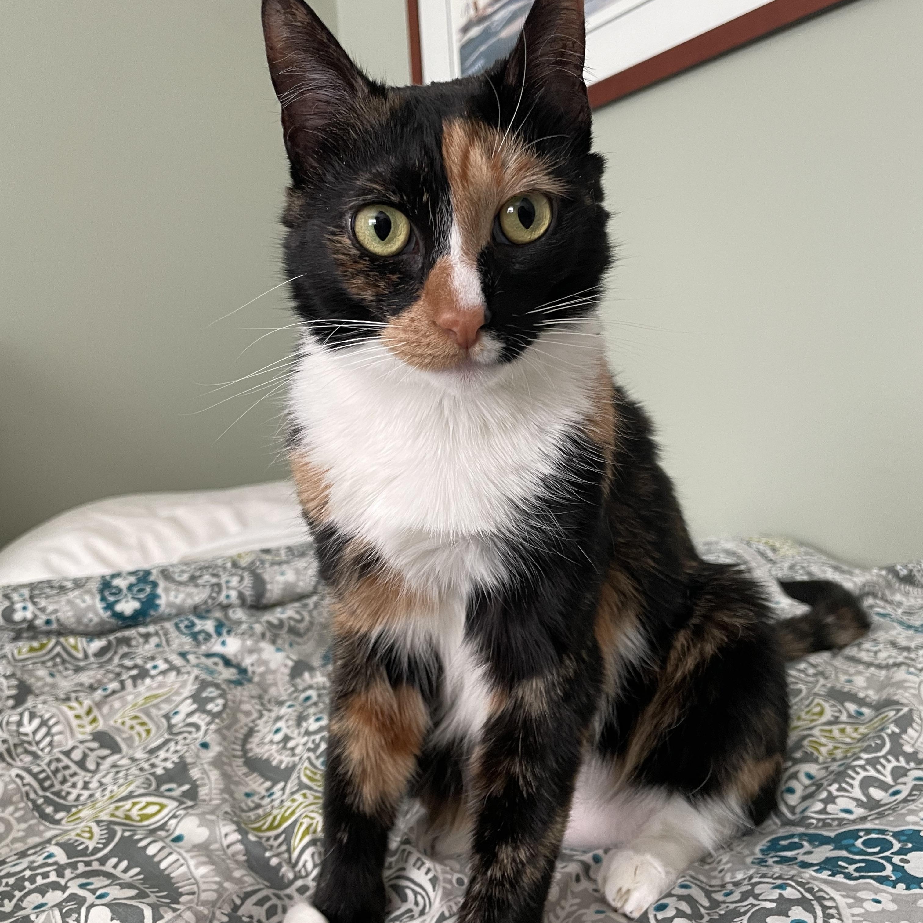 BARB, a ADOPTABLE mixed breed in Hamilton, NJ image 5/6