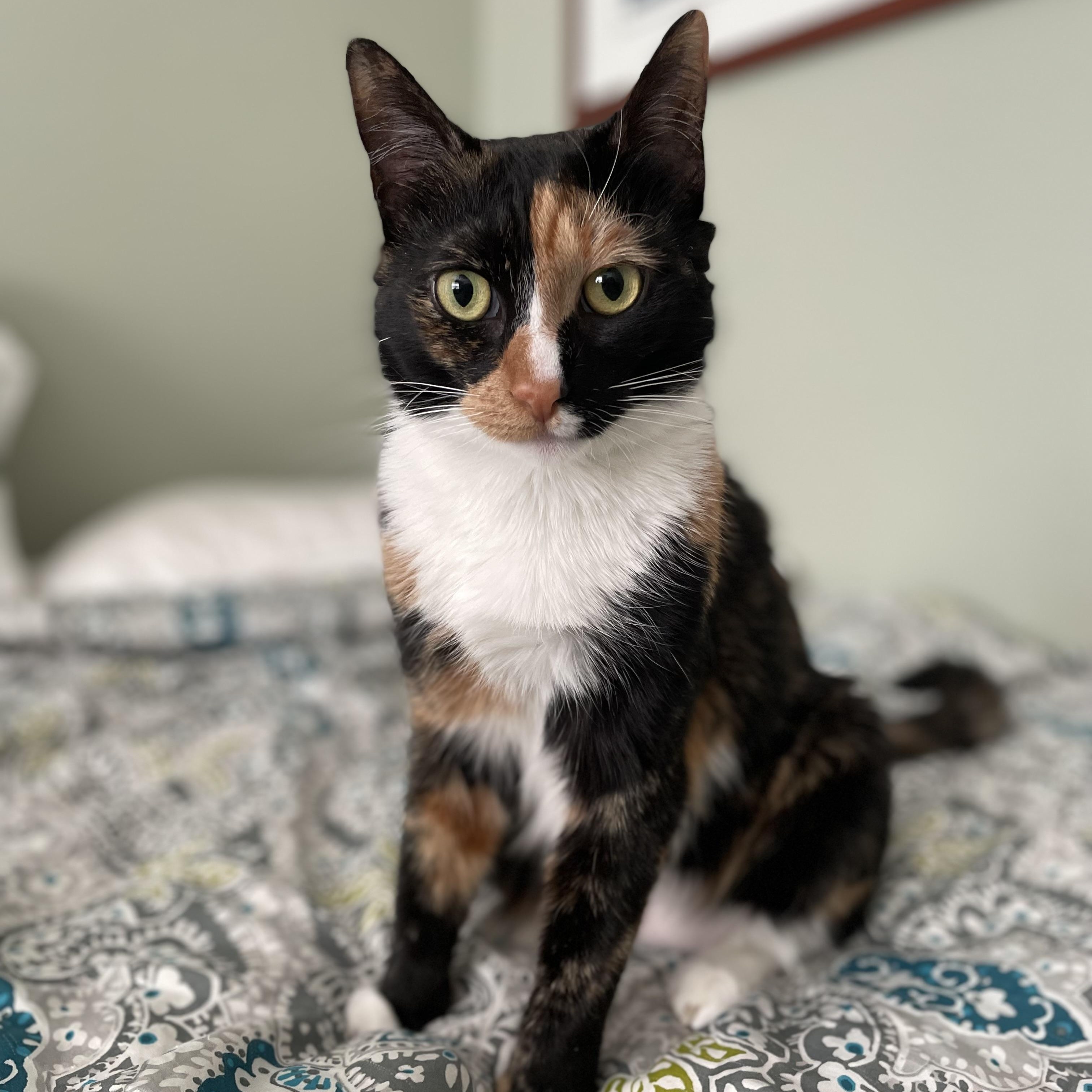BARB, a ADOPTABLE mixed breed in Hamilton, NJ image 6/6