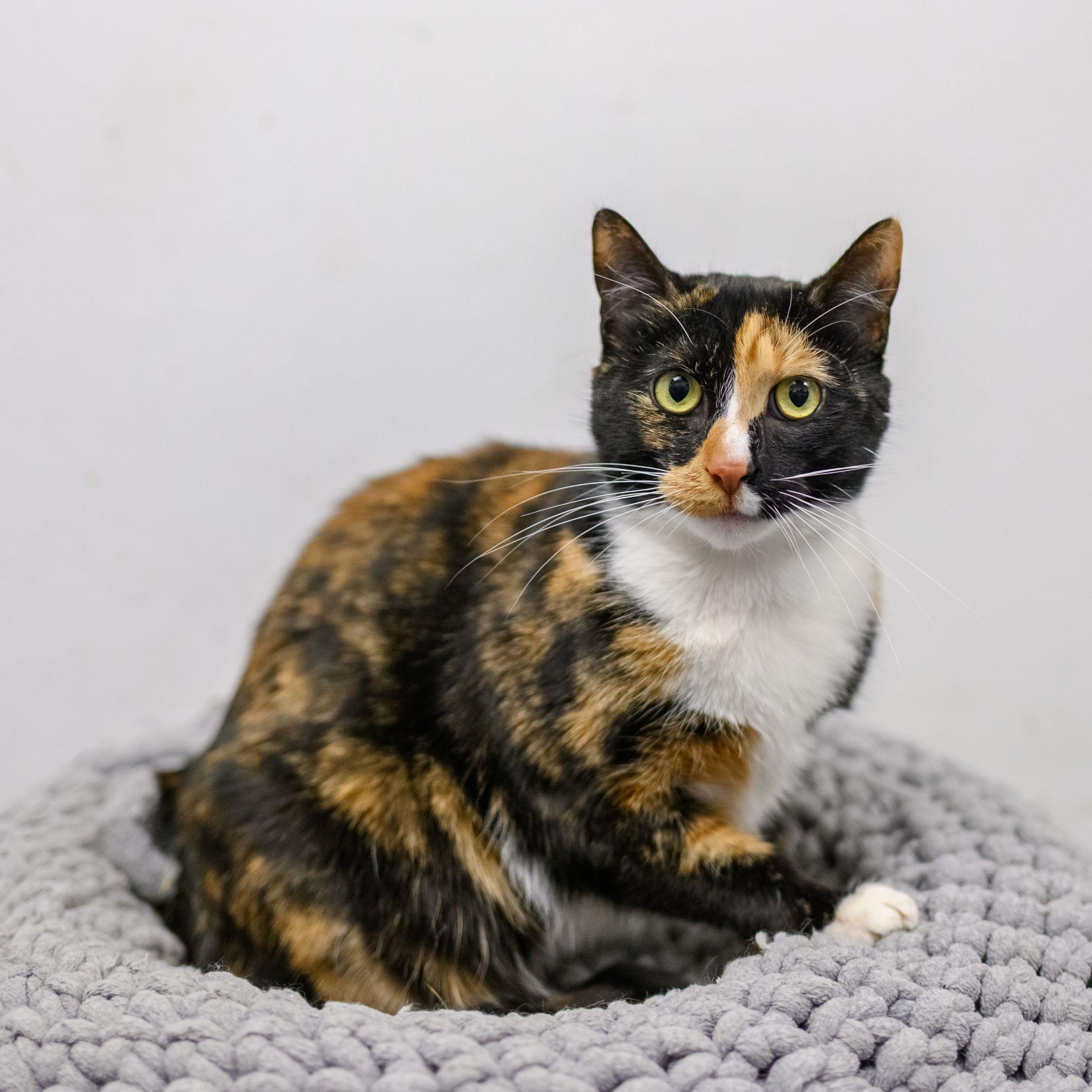 BARB, a ADOPTABLE mixed breed in Hamilton, NJ image 4/6