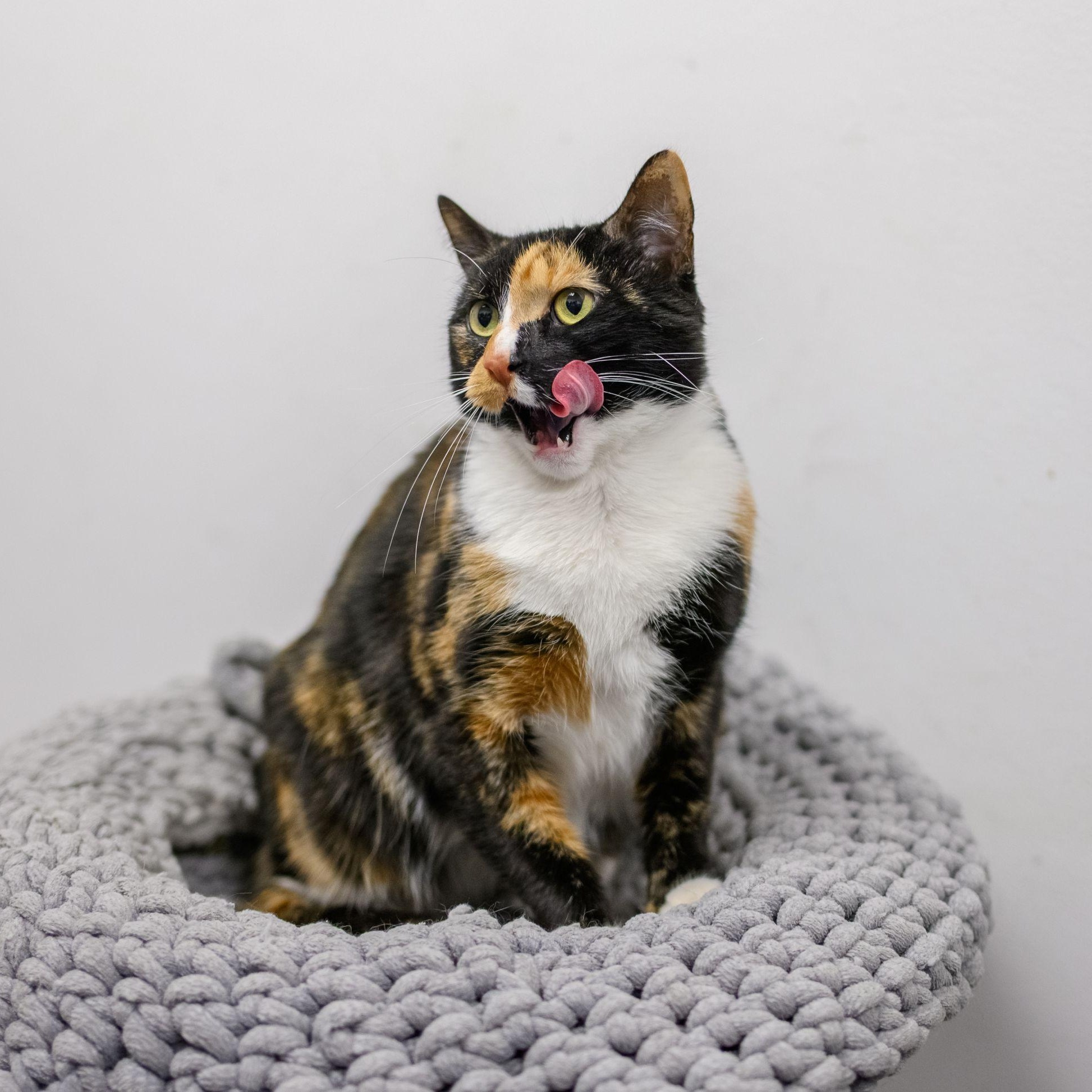 BARB, a ADOPTABLE mixed breed in Hamilton, NJ image 3/6