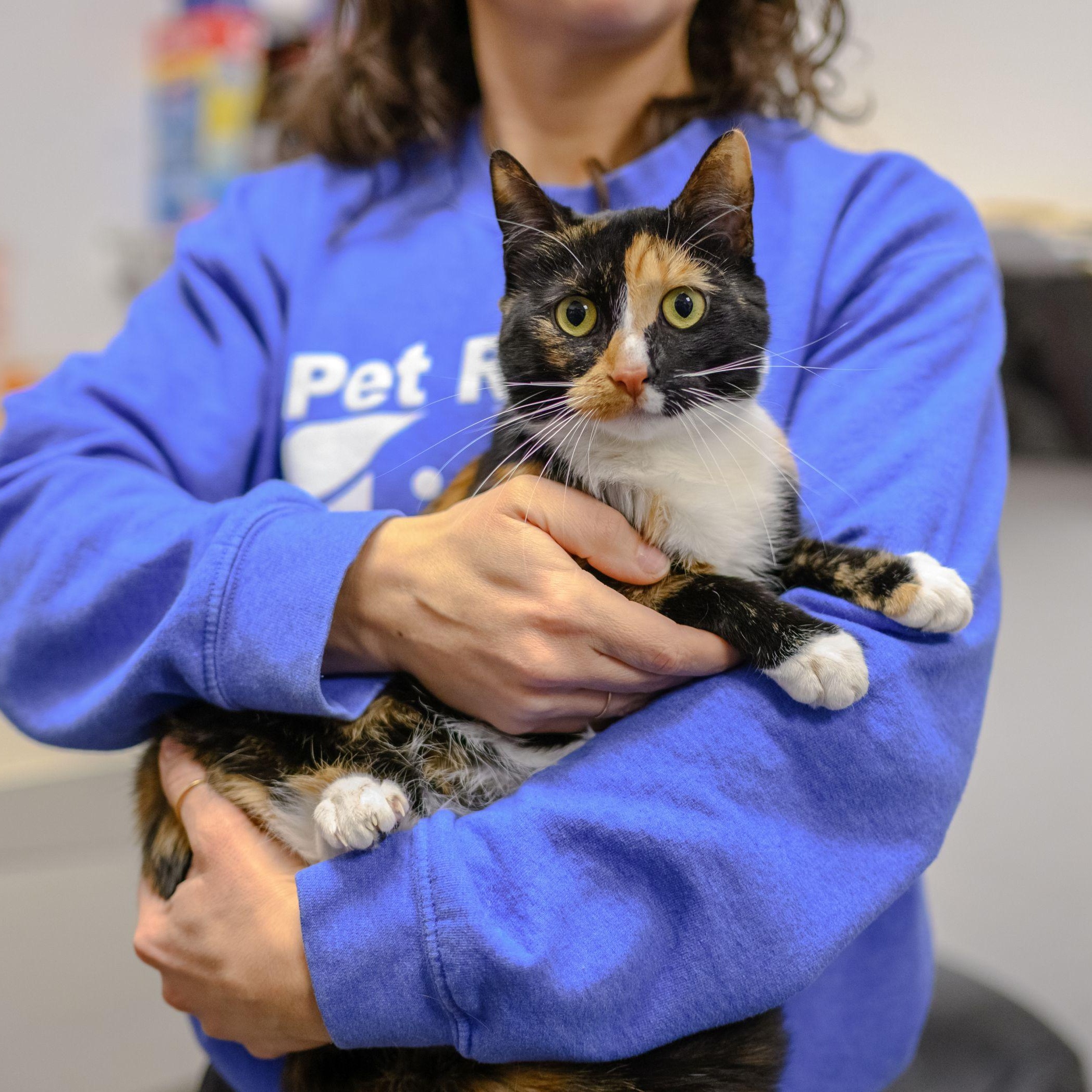 BARB, ADOPTABLE, Young Female Tortoiseshell & Calico.