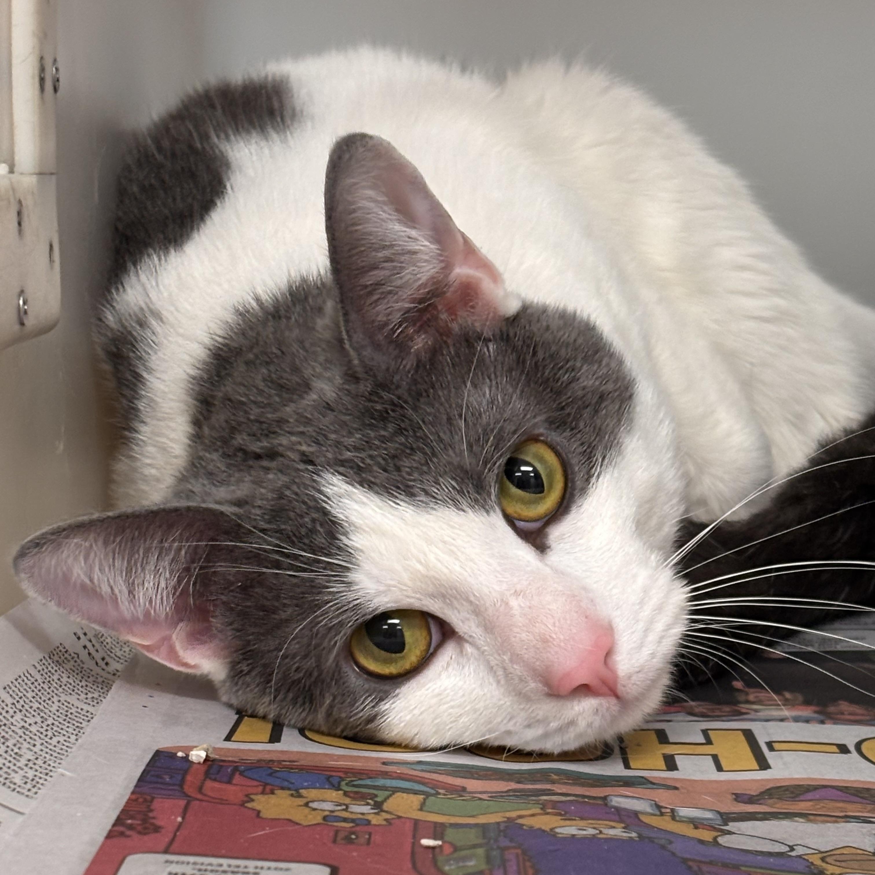 Enlarge Captain, an adopted Domestic Short Hair in Batavia, NY image 1/1