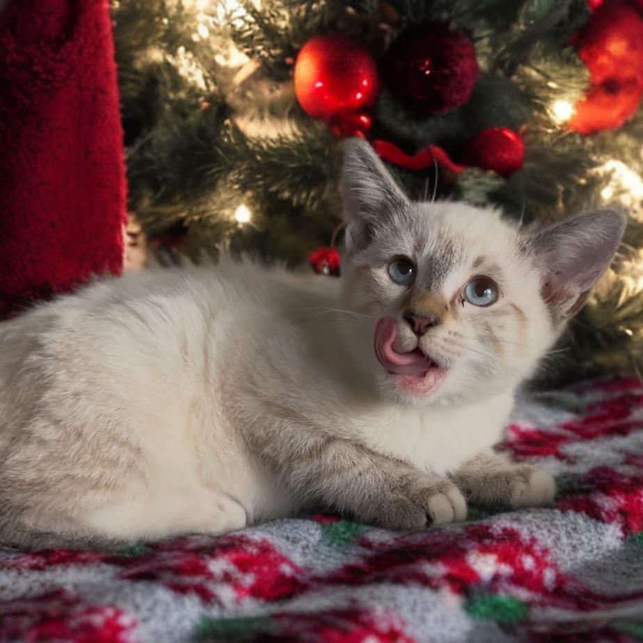 Avalanche, adopted, Kitten Female Siamese.