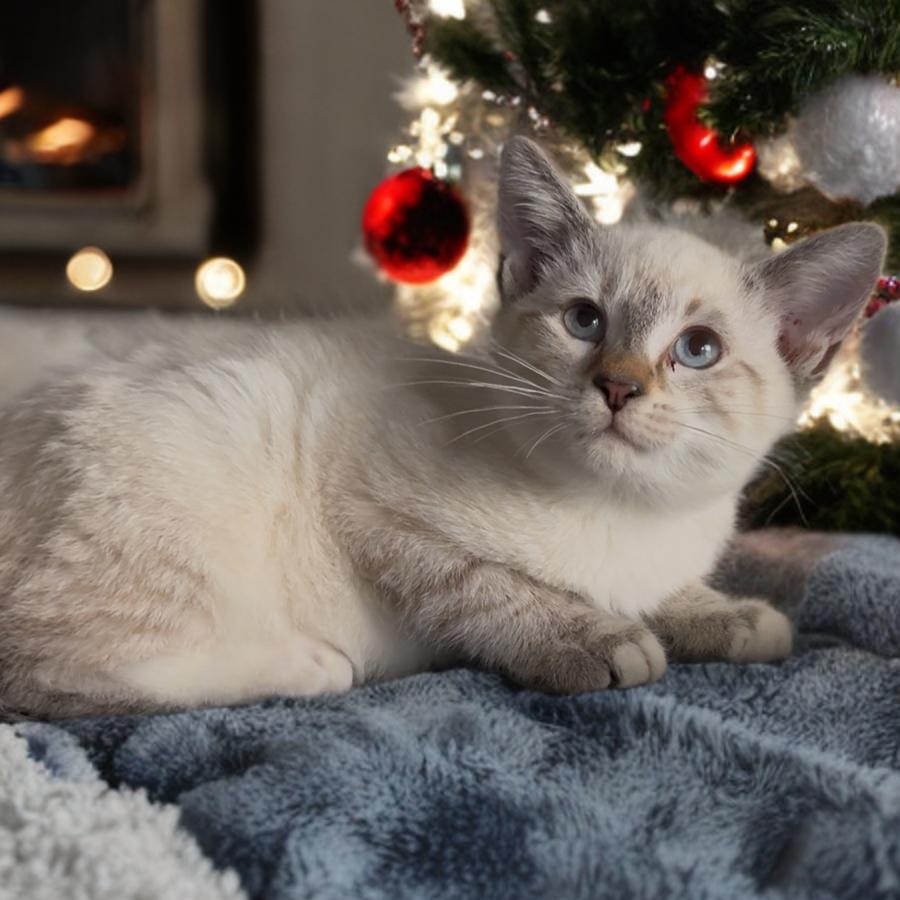 Enlarge Avalanche, an adopted mixed breed in Manchester, NH image 2/2