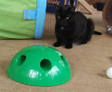 Harvey, a Adoptable Domestic Short Hair in Libby, MT image 2/4