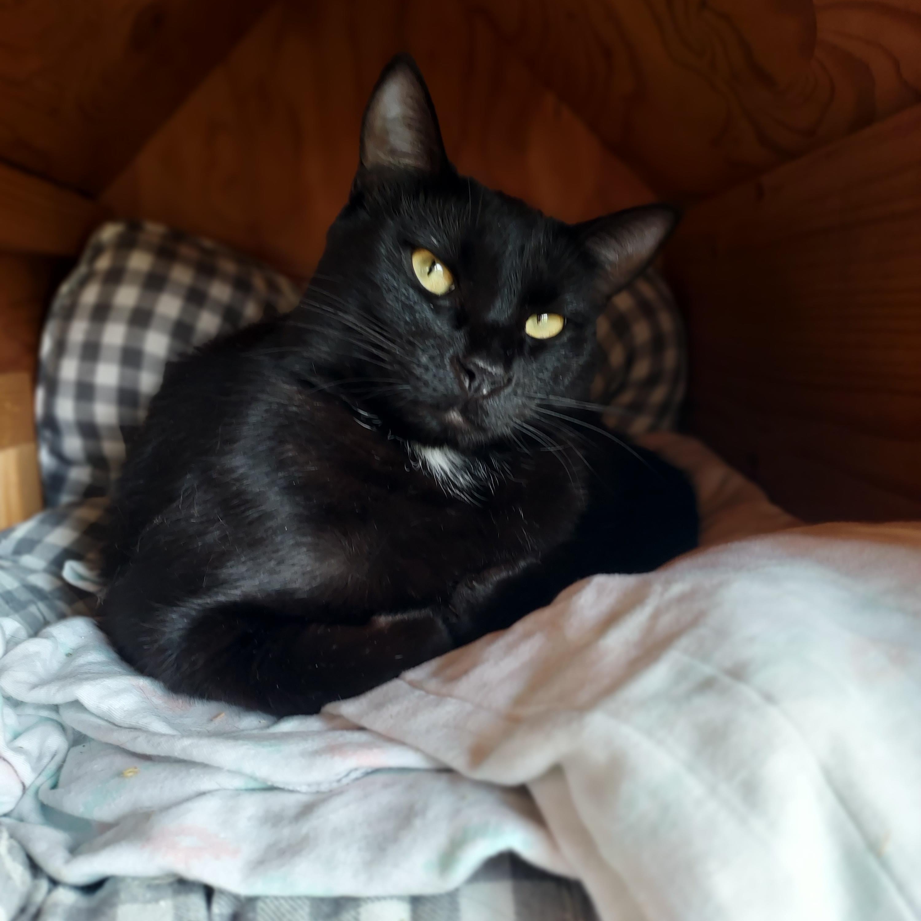 Harvey, Adoptable, Young Male Domestic Short Hair.